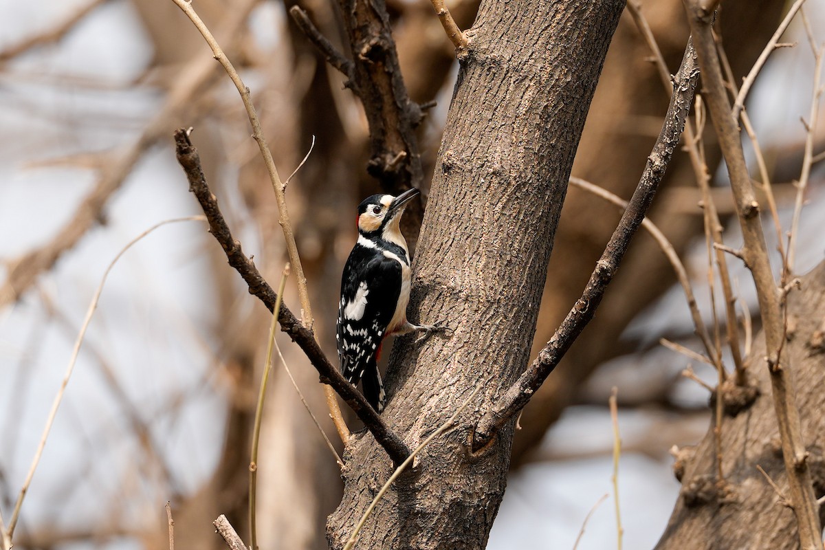 Great Spotted Woodpecker - ML616319327