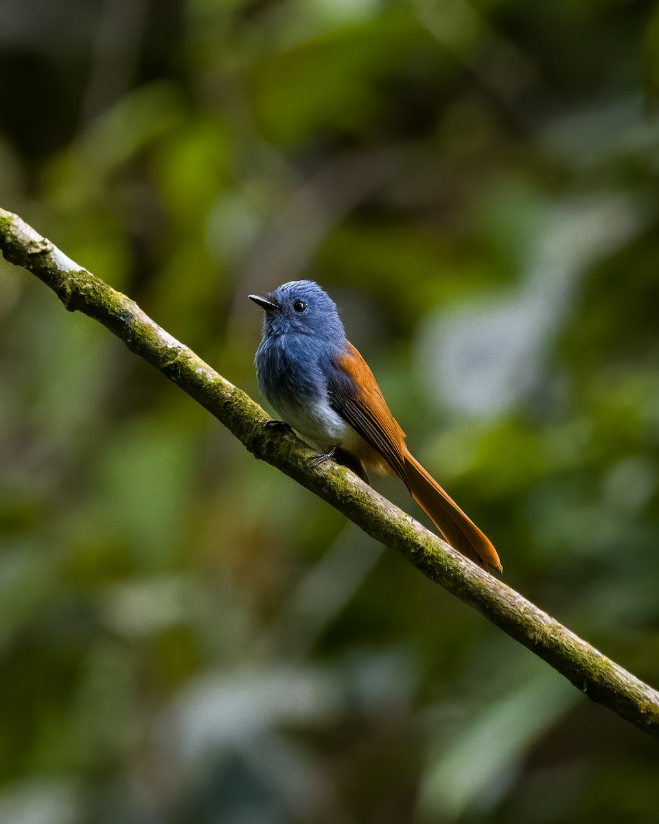 Abanico Cabeciazul de las Bisayas - ML616319330