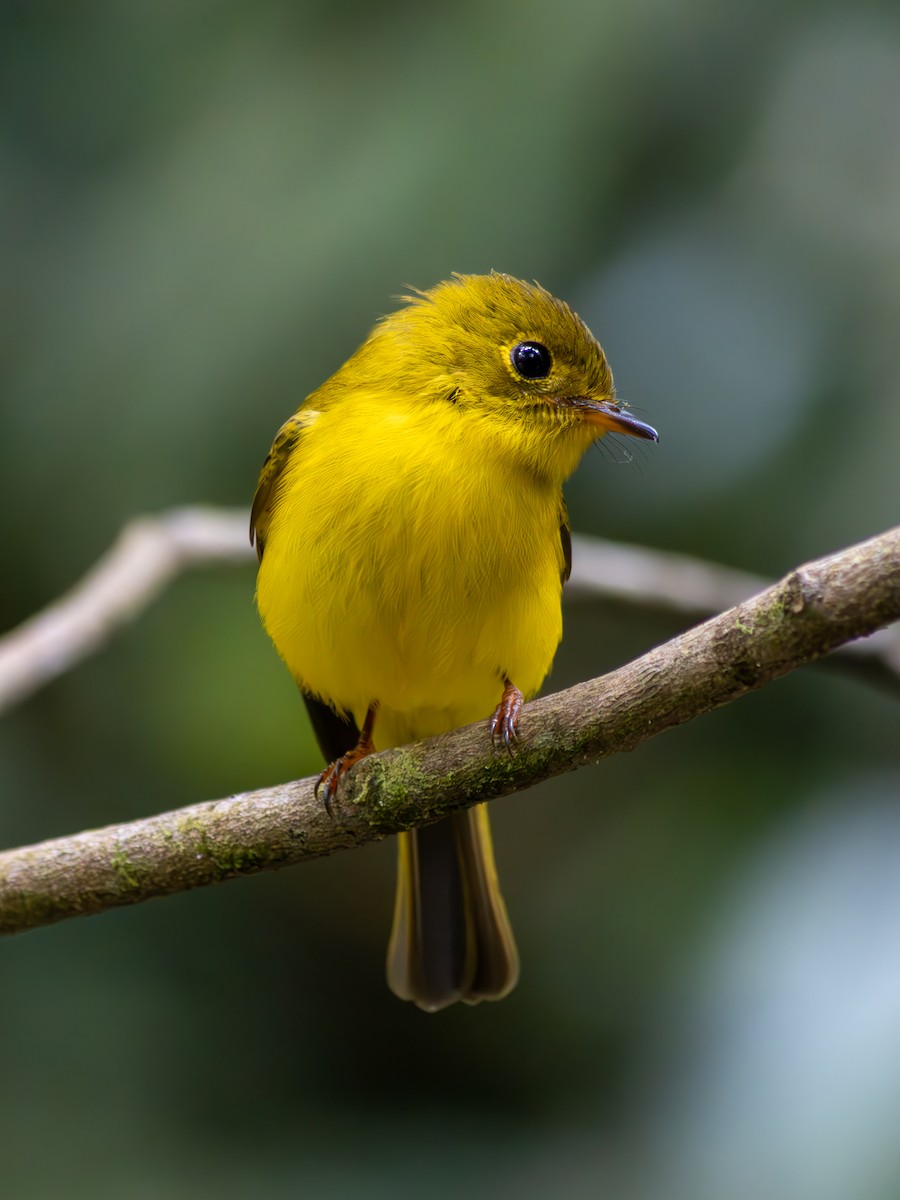 Citrine Canary-Flycatcher - ML616319341