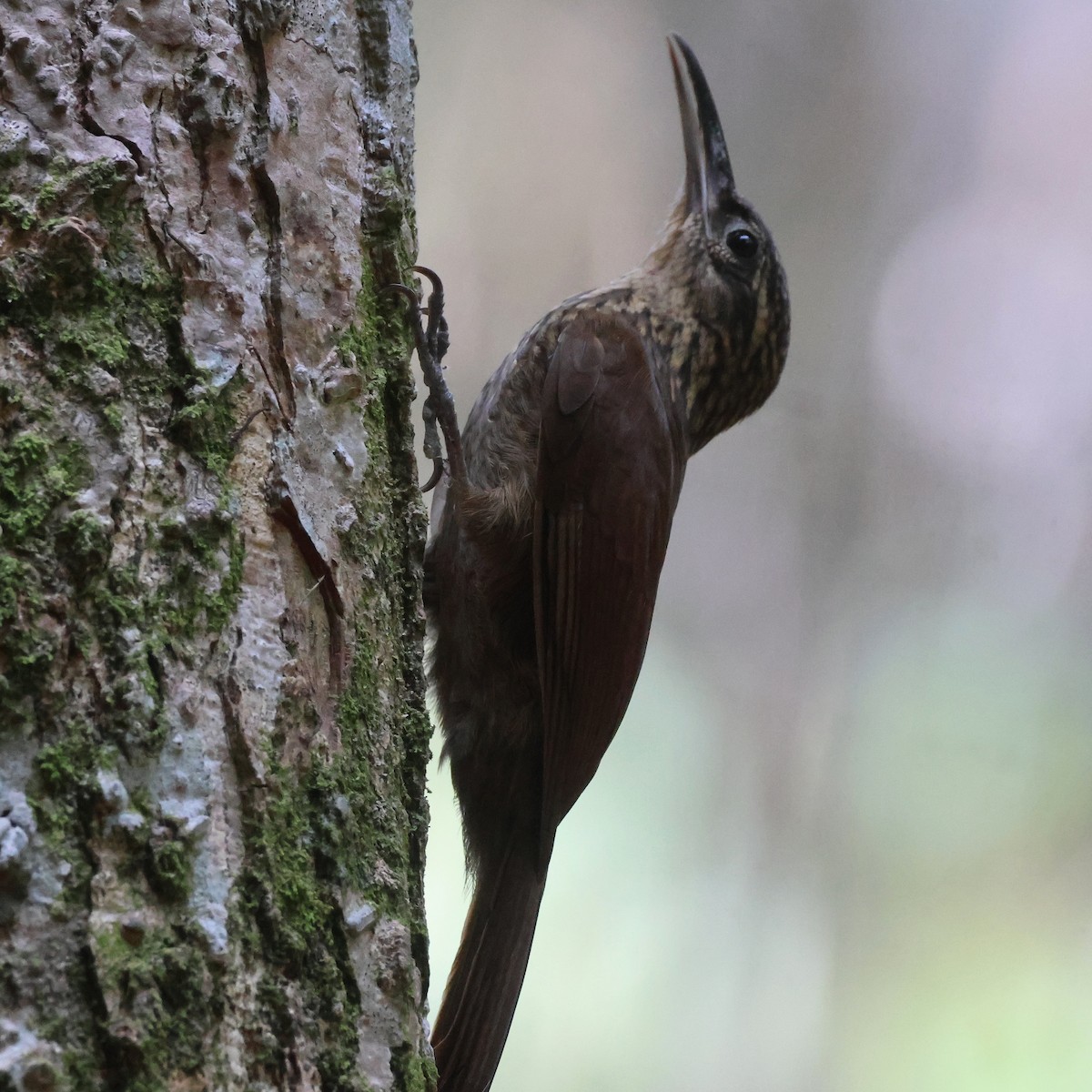 Cocoa Woodcreeper - ML616319371