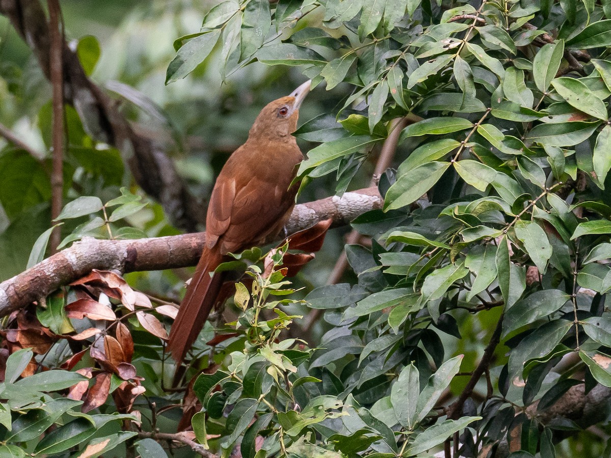 Cinnamon-throated Woodcreeper - Chris Fischer