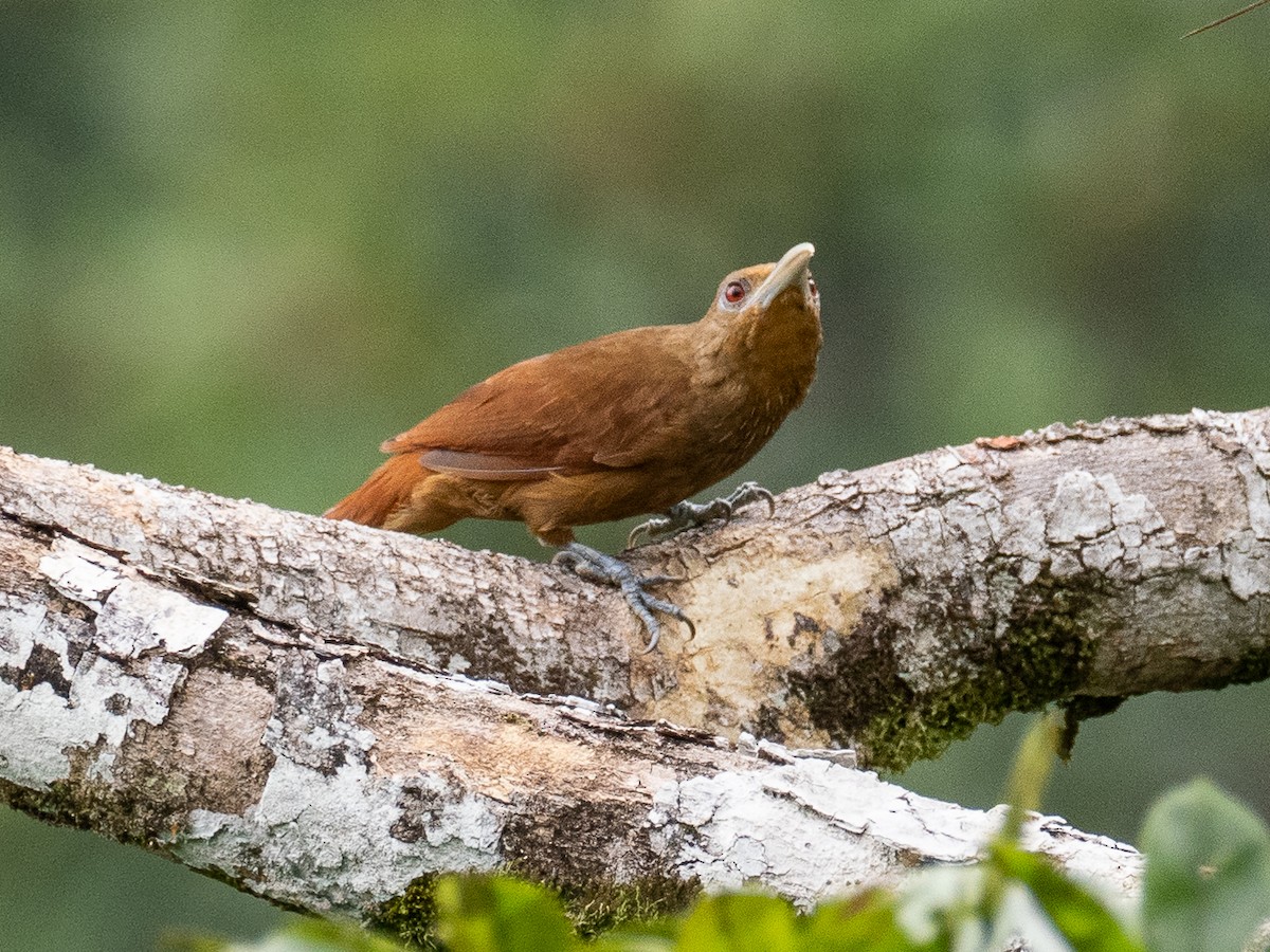 Cinnamon-throated Woodcreeper - Chris Fischer