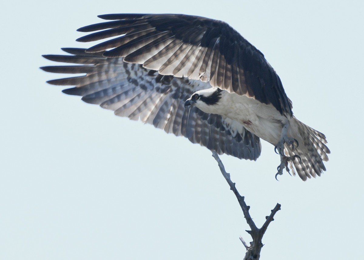 Osprey - Gregory Bozek