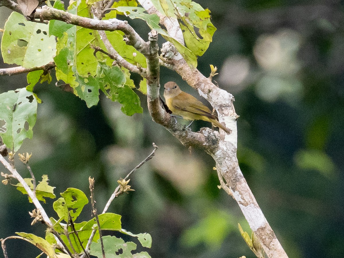 Dusky-capped Greenlet - ML616319476