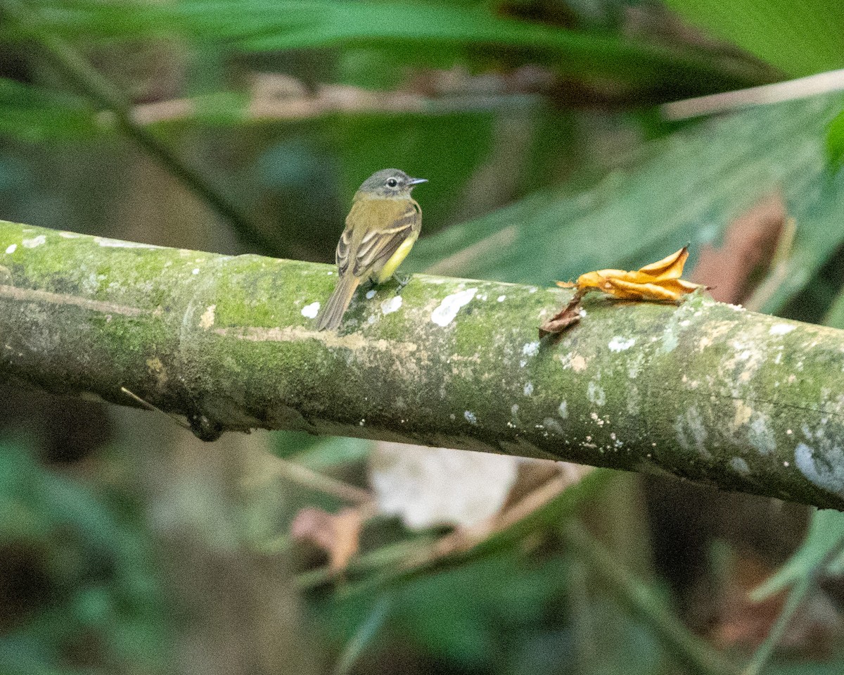 Black-billed Flycatcher - William Price