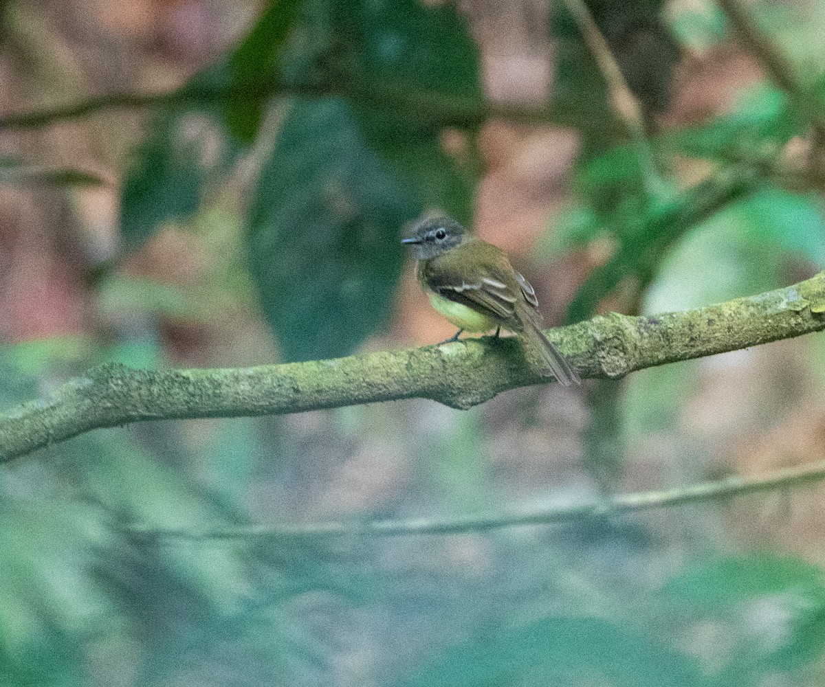 Black-billed Flycatcher - William Price