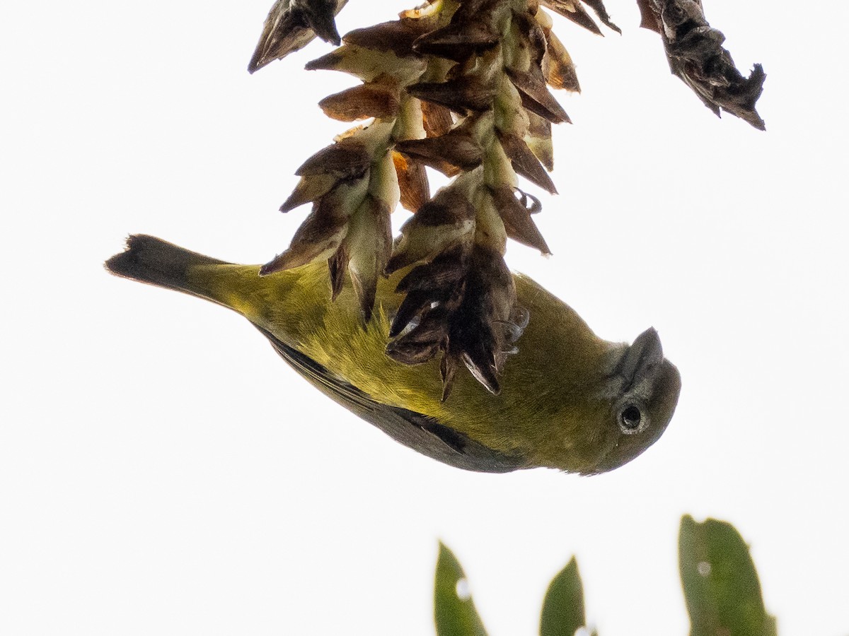 Golden-bellied Euphonia - Chris Fischer