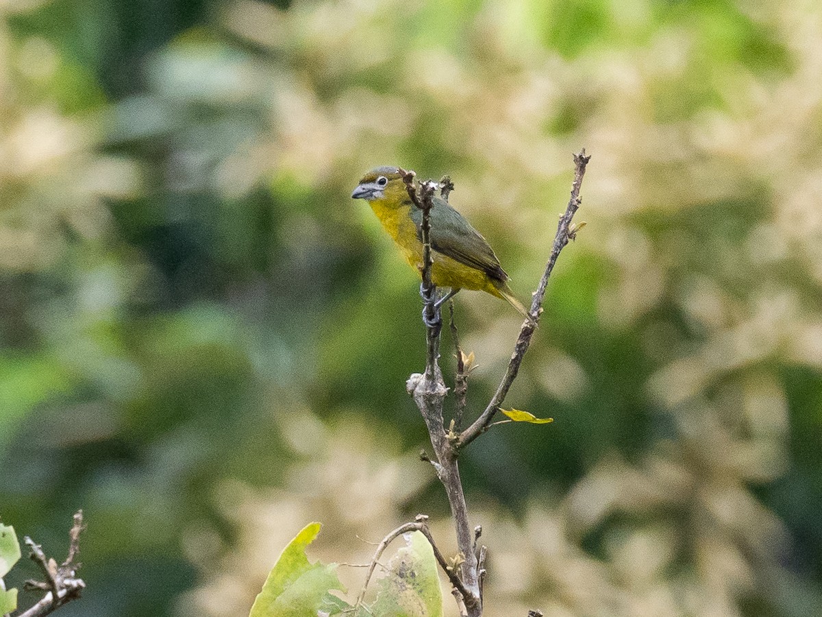 Golden-bellied Euphonia - Chris Fischer