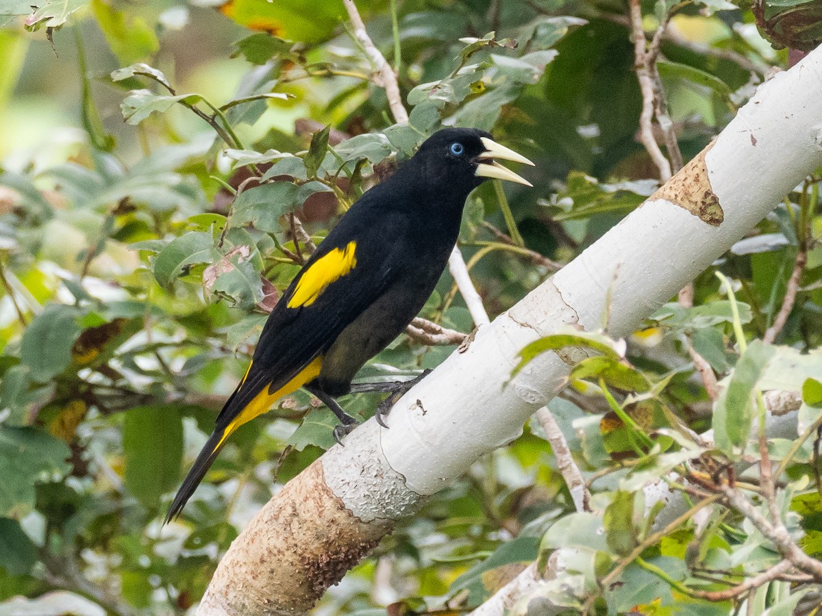 Yellow-rumped Cacique (Amazonian) - ML616319518