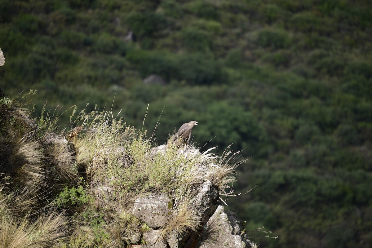 Chaco Eagle - Lucas Martin