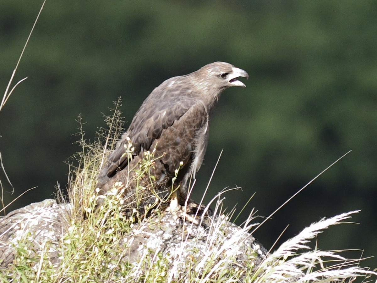 Chaco Eagle - ML616319521