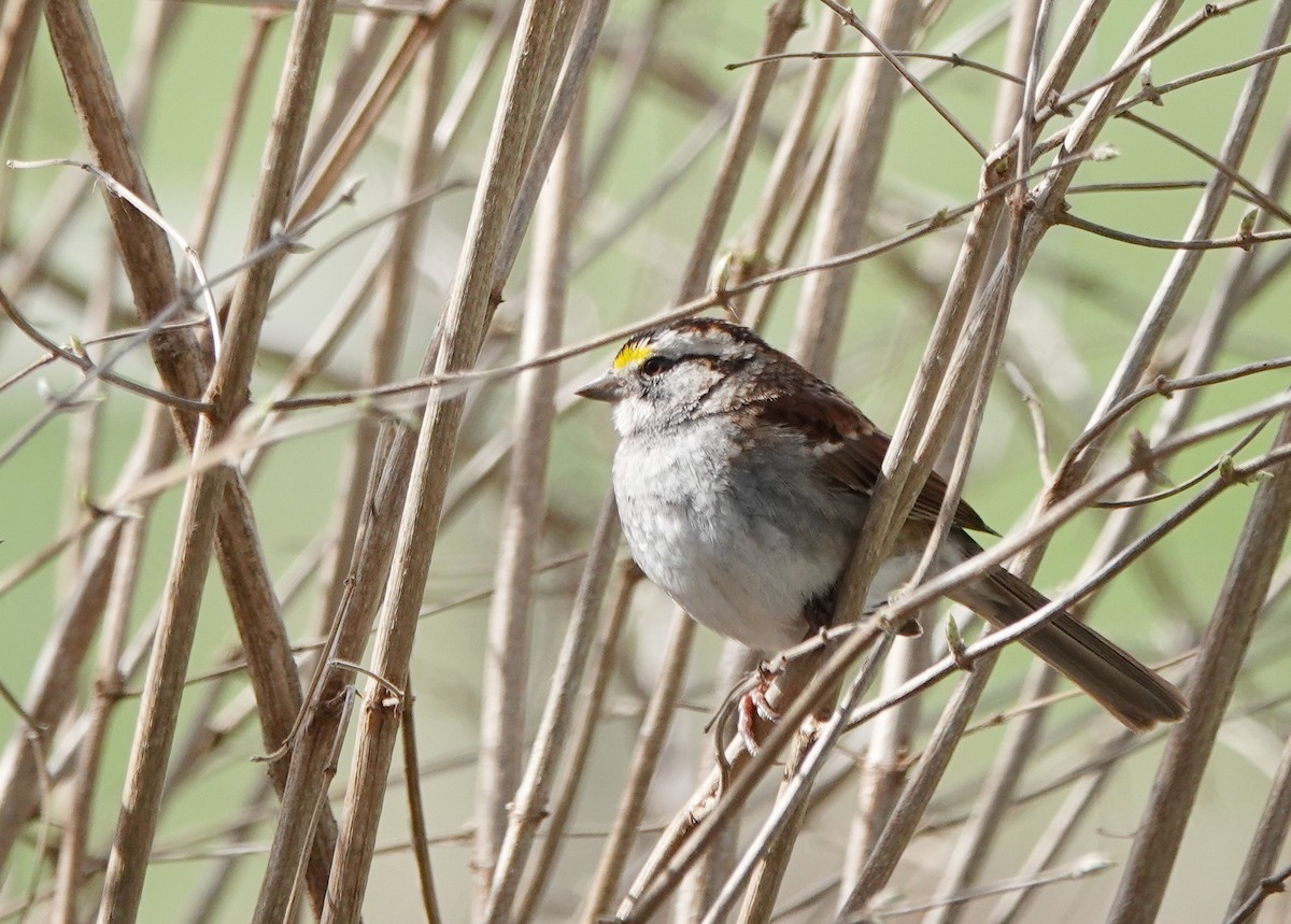 White-throated Sparrow - Cheryl Carlile