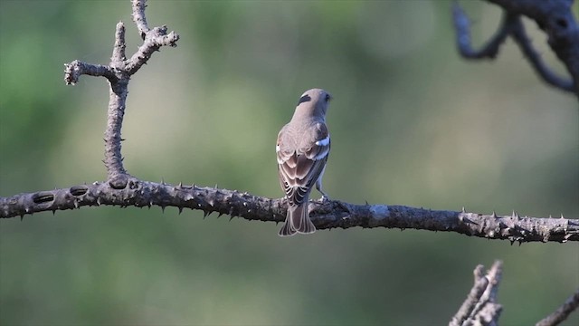 Gorrión Cuelligualdo - ML616319542