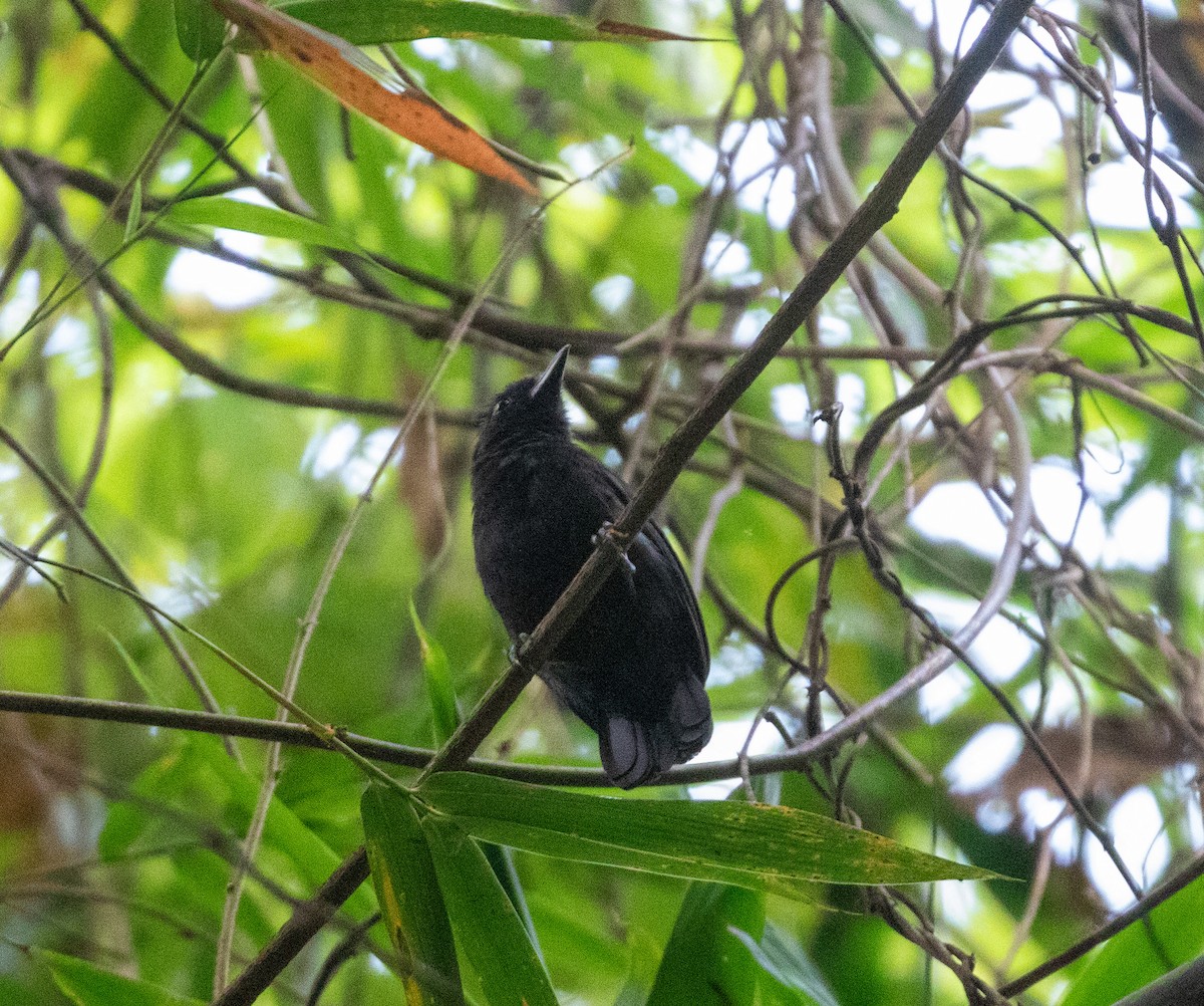 Black Antshrike - ML616319579