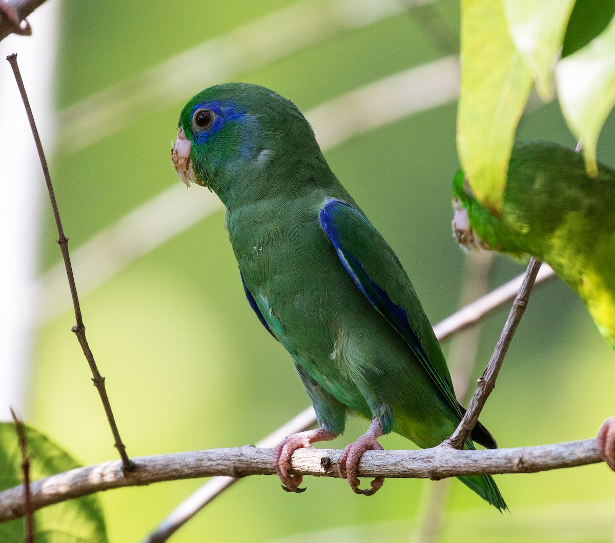Spectacled Parrotlet - ML616319584