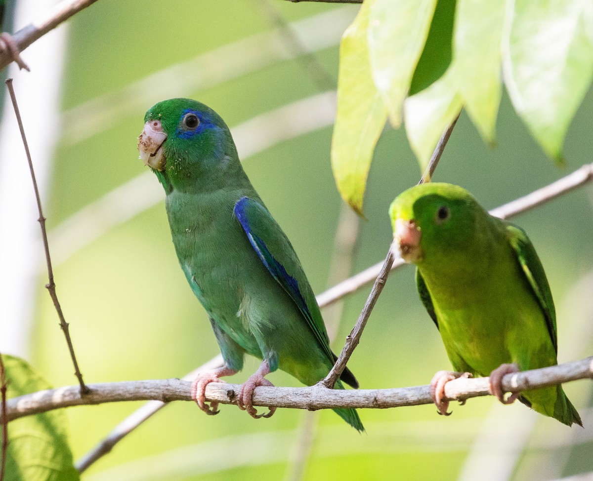 Spectacled Parrotlet - ML616319589
