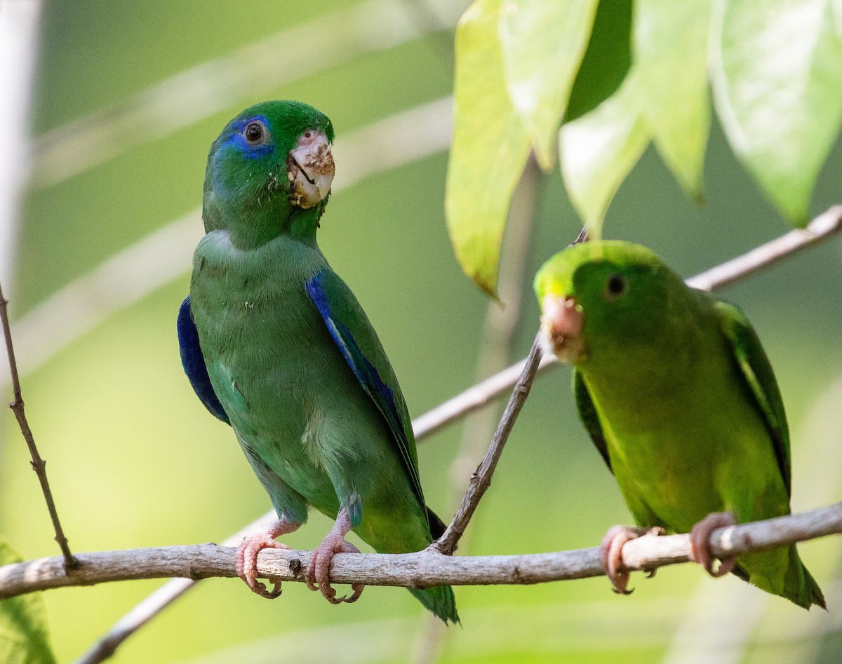 Spectacled Parrotlet - ML616319593