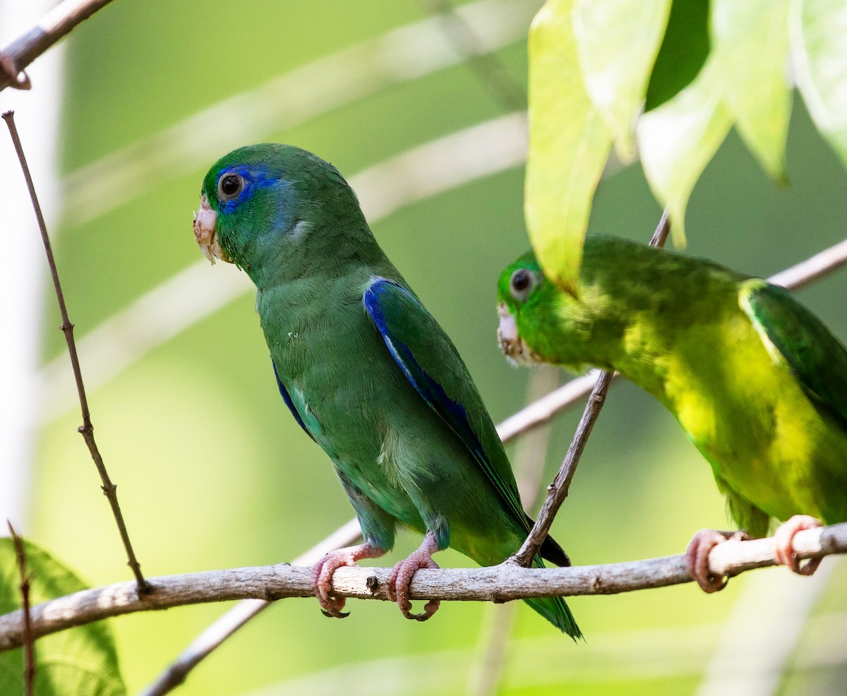 Spectacled Parrotlet - ML616319598