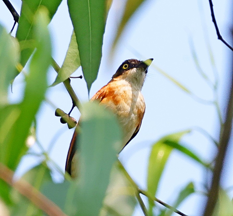 Black-and-white Shrike-flycatcher - ML616319750