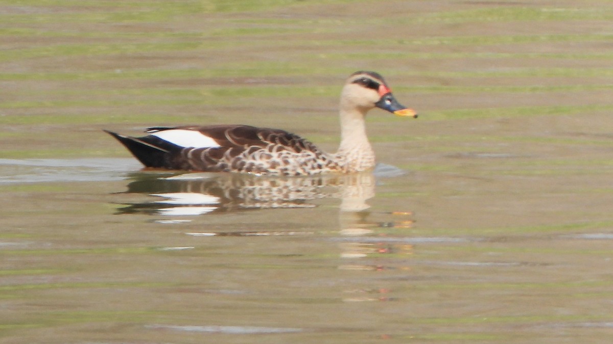 Indian Spot-billed Duck - ML616319764