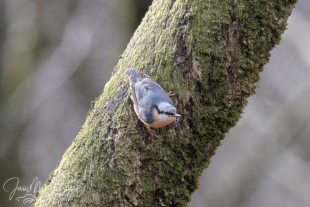 Eurasian Nuthatch - ML616319800