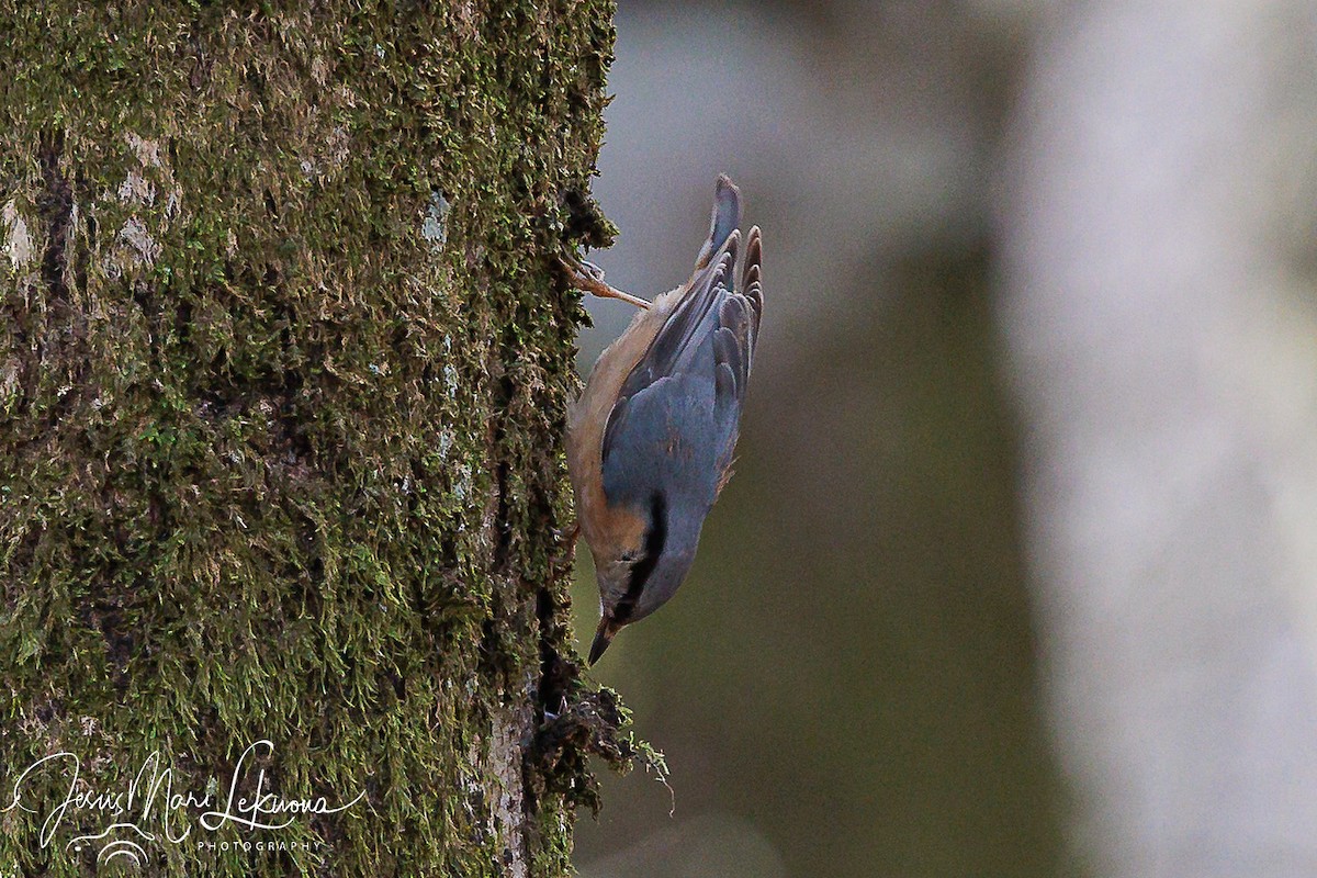 Eurasian Nuthatch - ML616319801