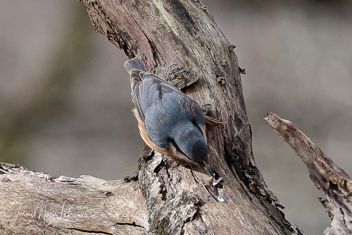 Eurasian Nuthatch - ML616319812