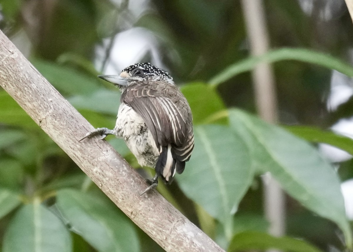 White-bellied Piculet - ML616319821
