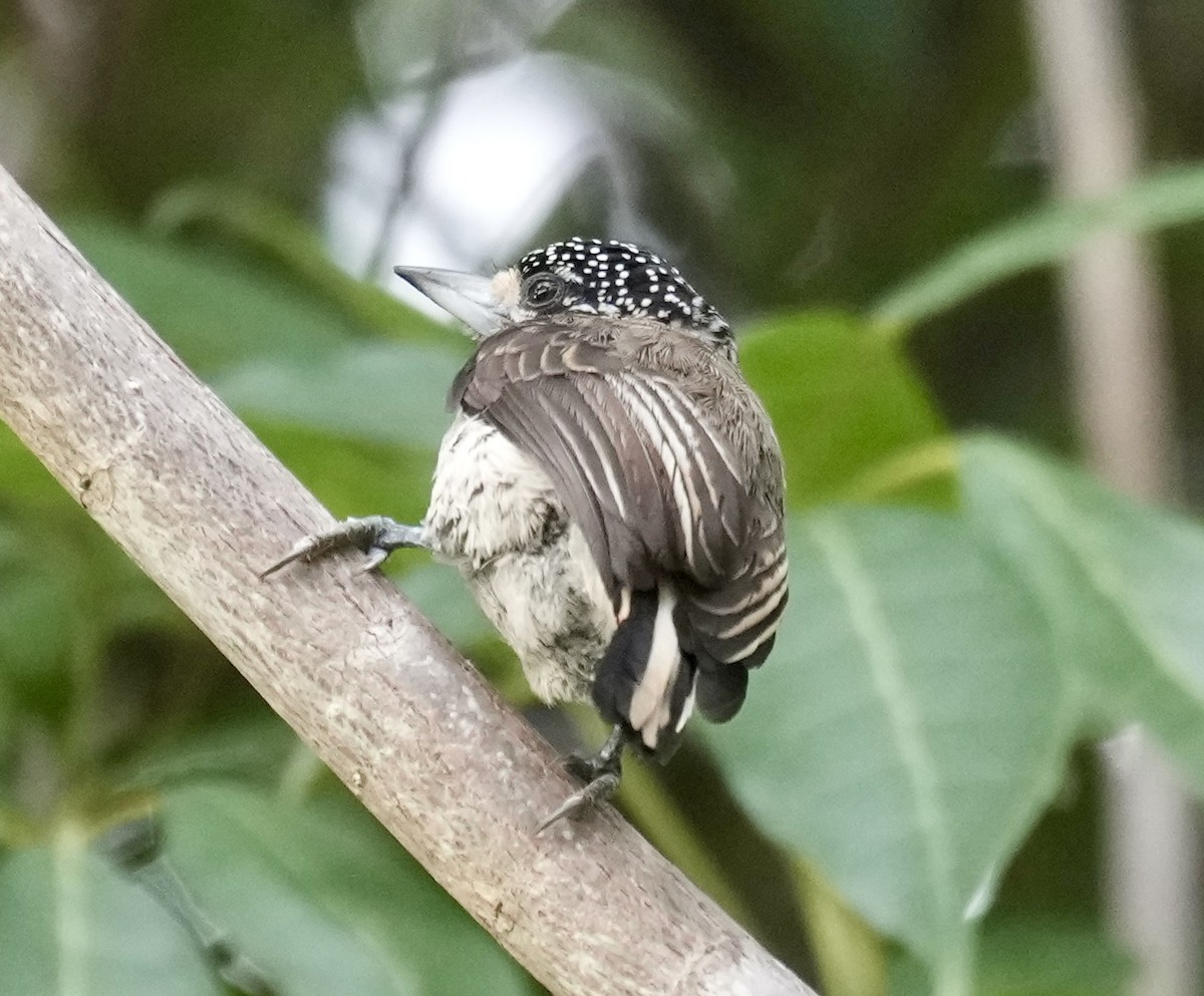 White-bellied Piculet - ML616319822