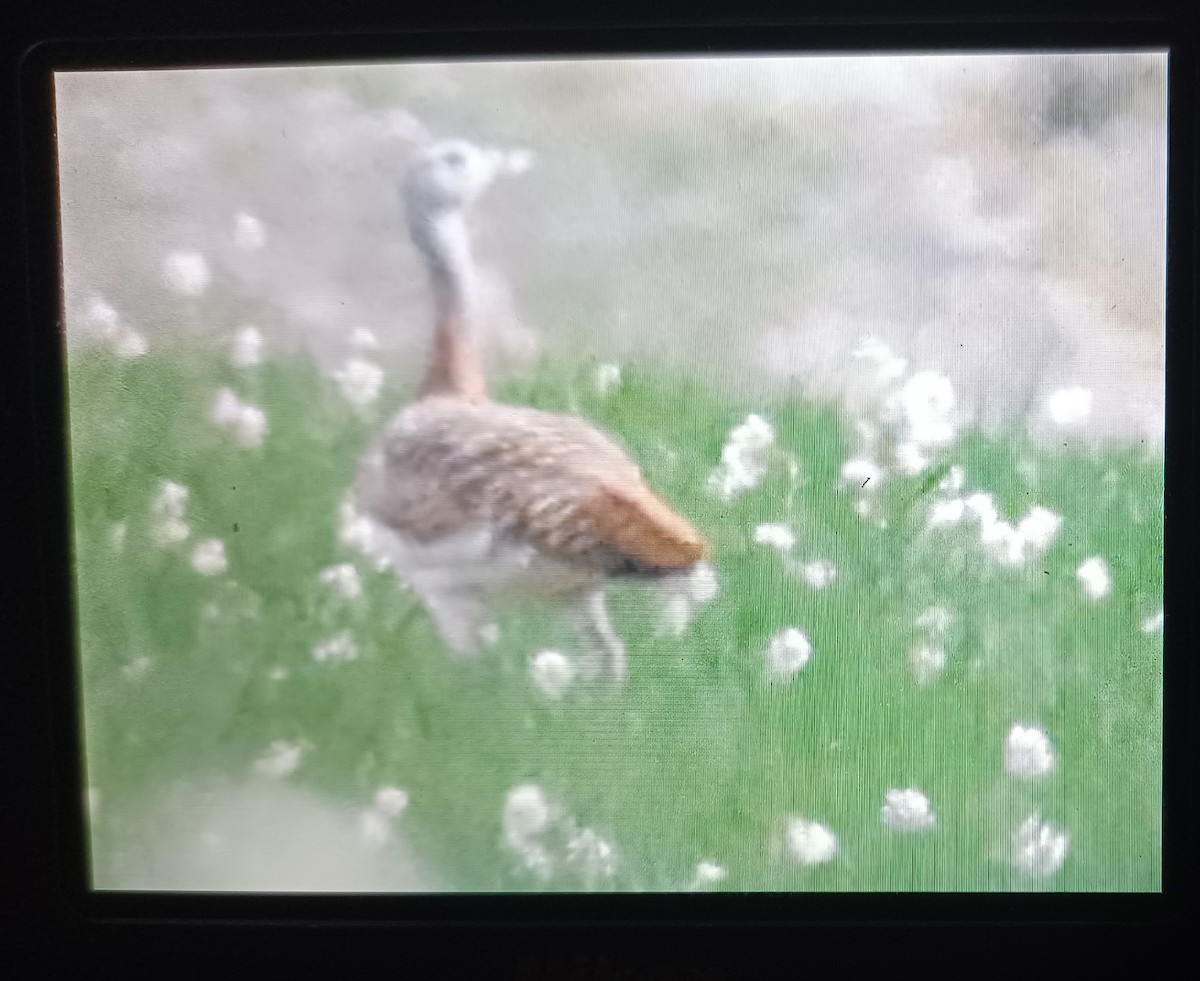 Great Bustard - ML616319855