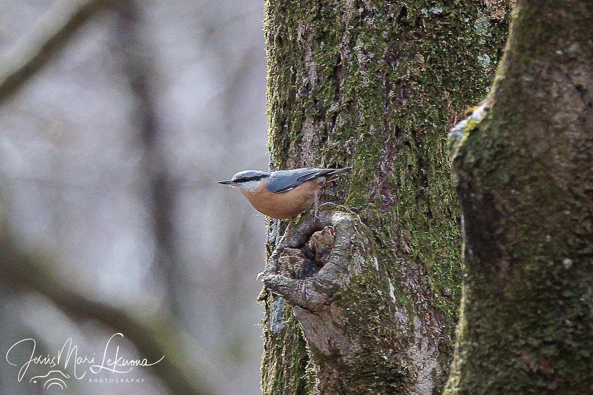 Eurasian Nuthatch - ML616319856