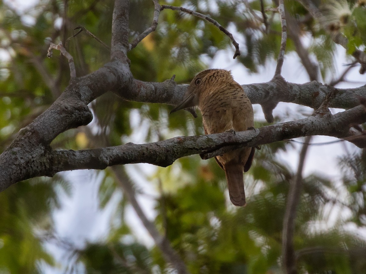 Barred Puffbird - William Price