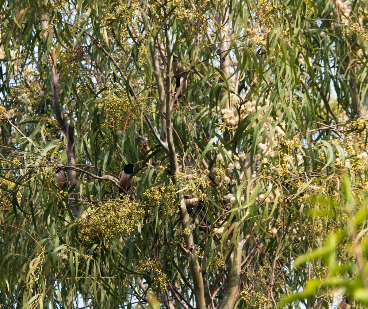 Rosy Starling - ML616319920