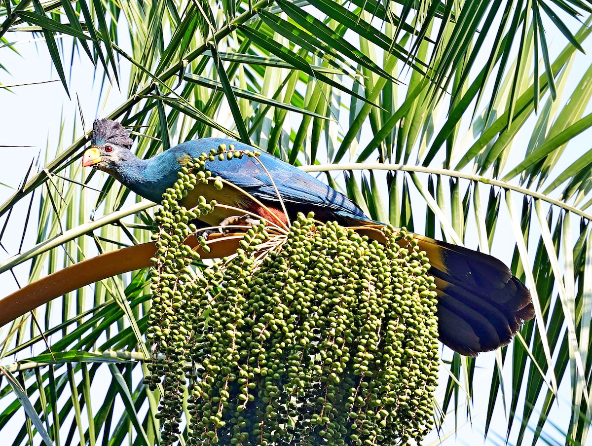 Great Blue Turaco - ML616319926