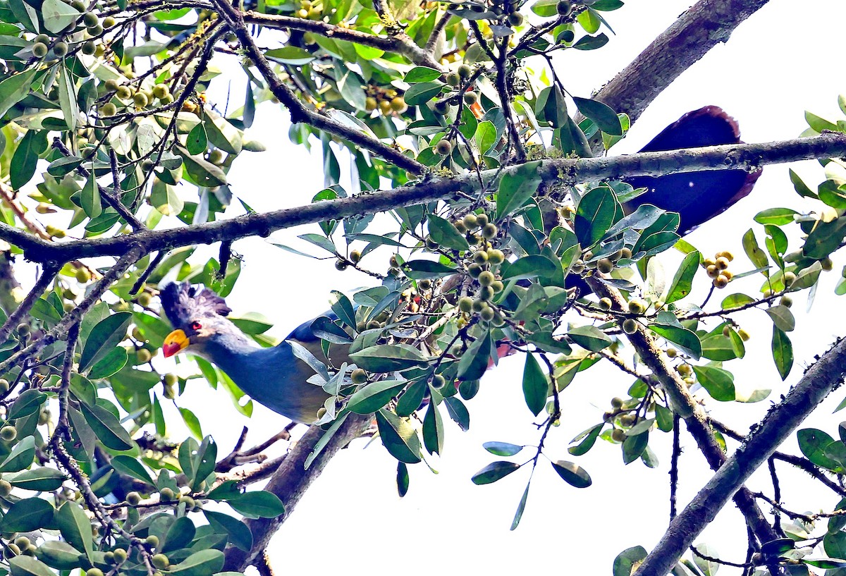 Great Blue Turaco - ML616319927