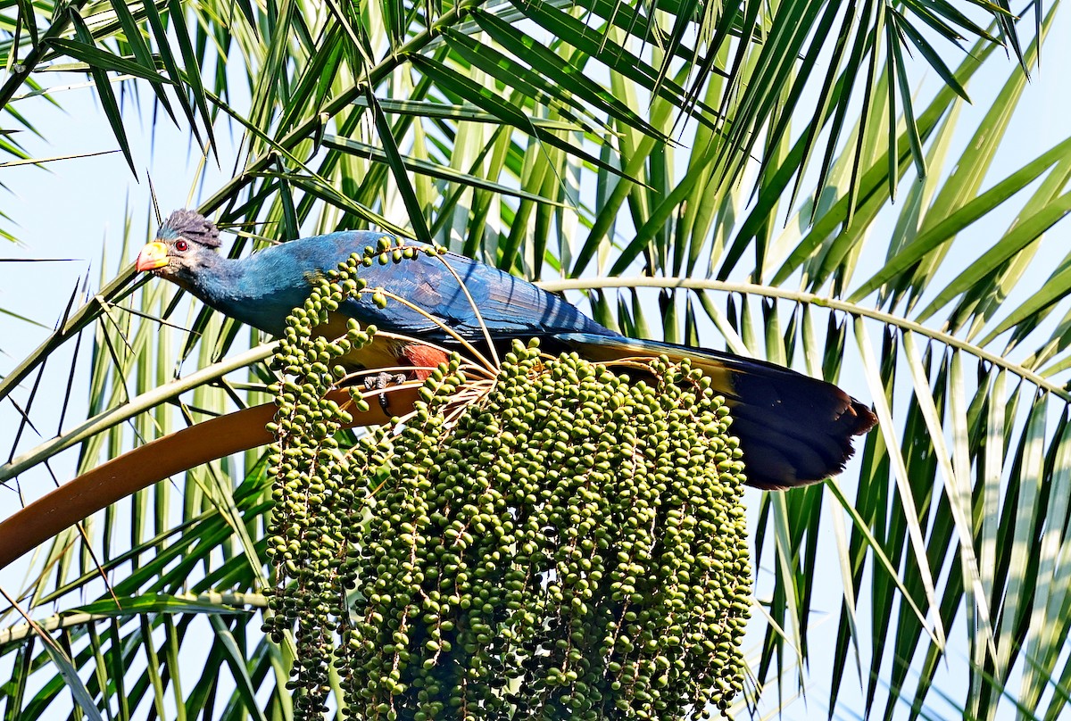 Great Blue Turaco - ML616319928