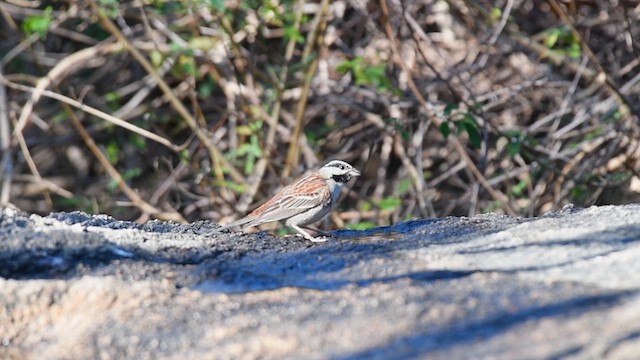 White-capped Bunting - ML616319939