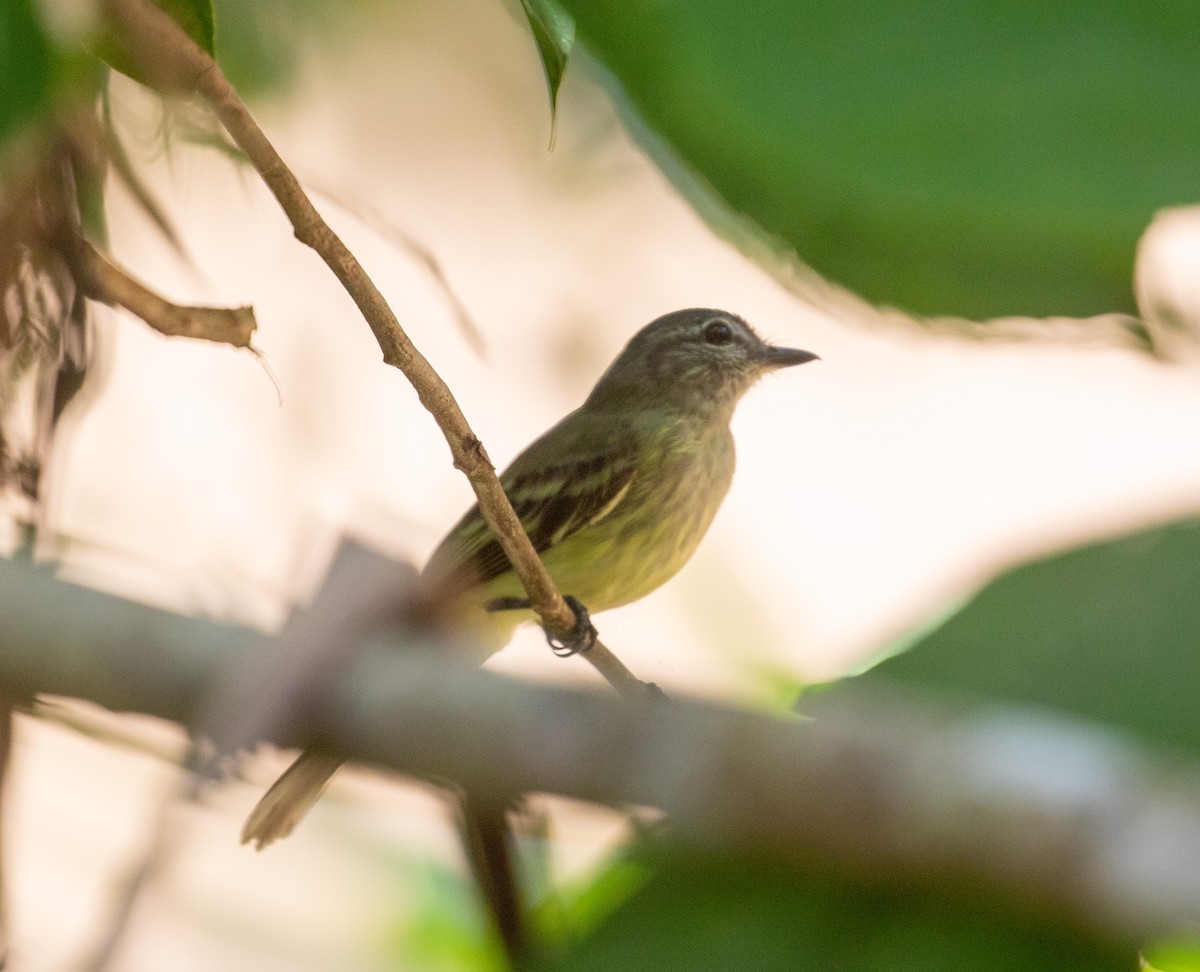 Forest Elaenia - ML616319940