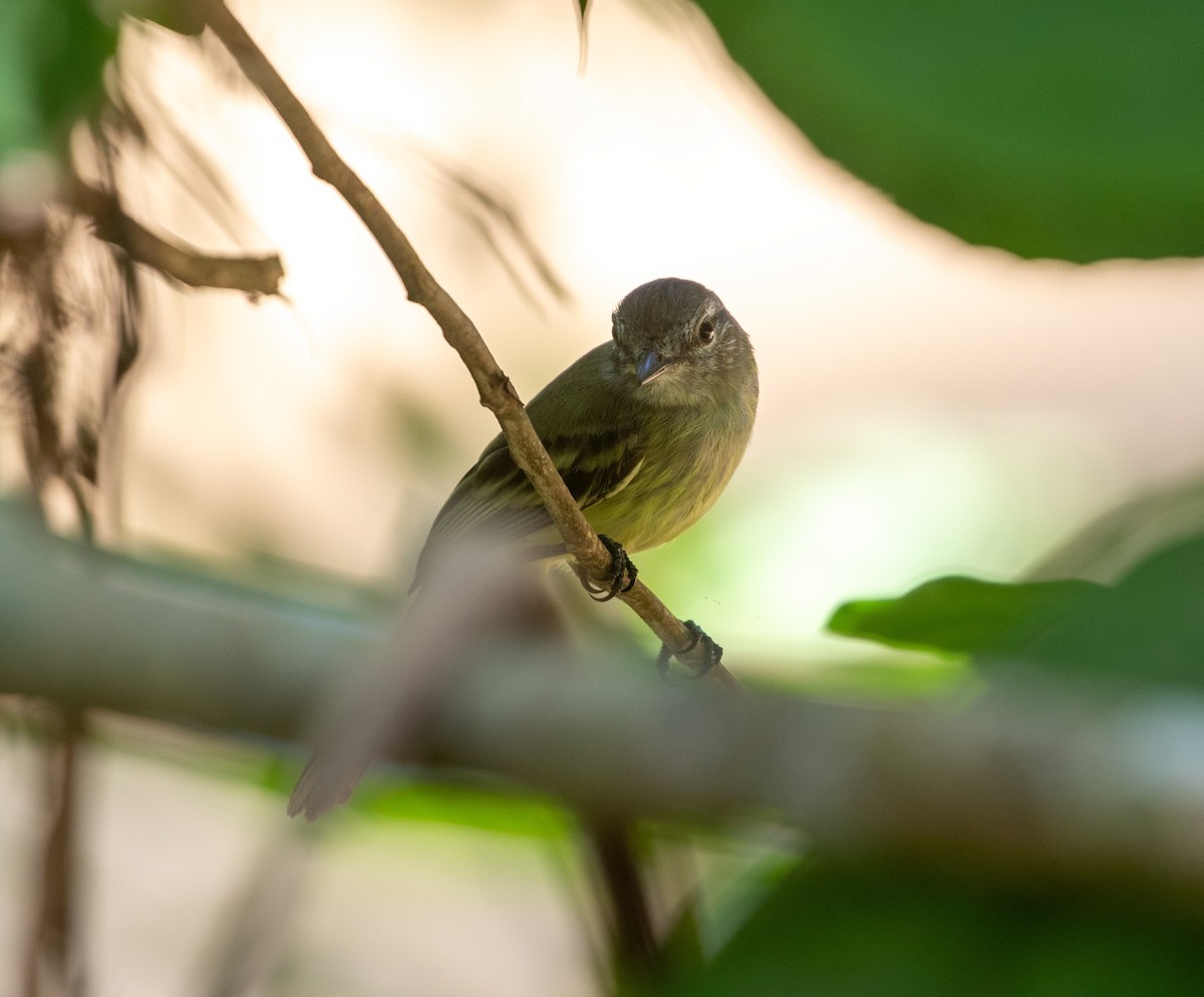 Forest Elaenia - ML616319941