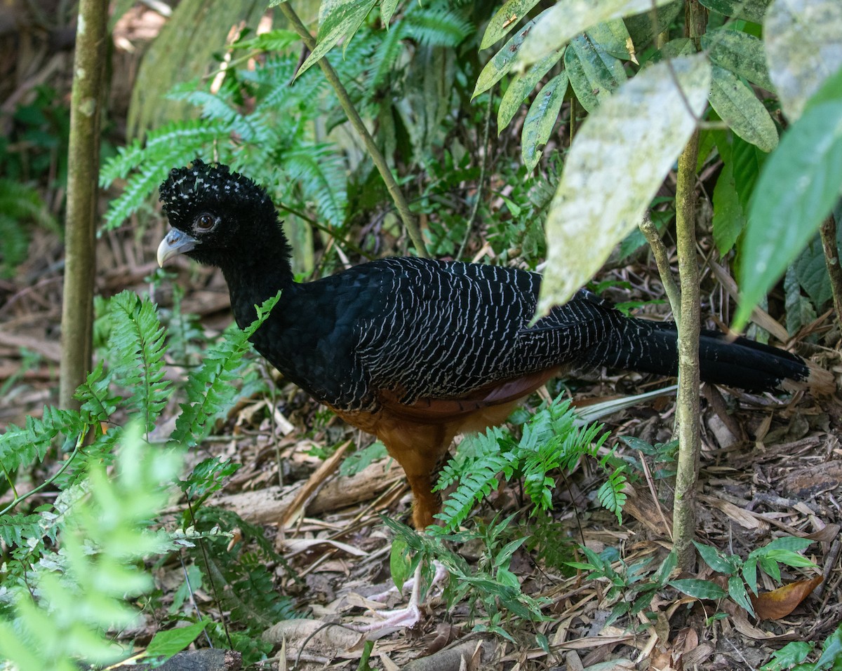 Blue-billed Curassow - ML616319953