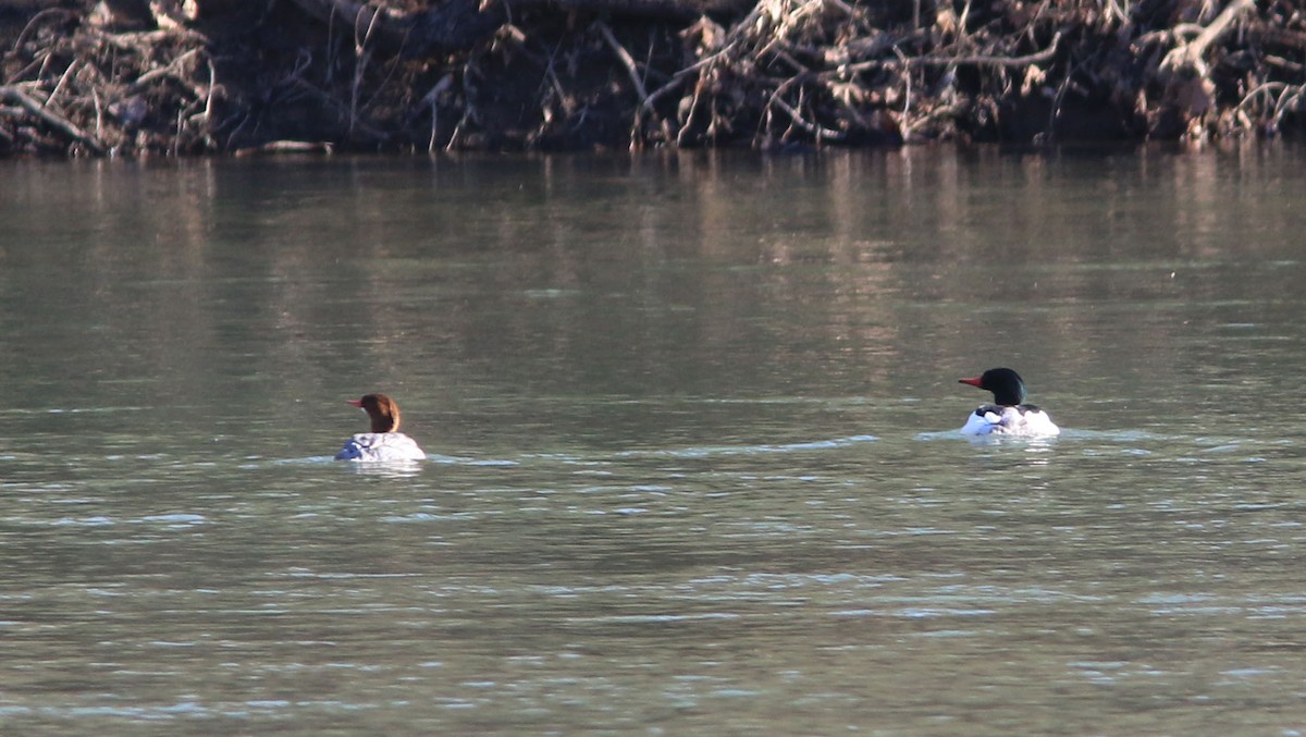 Common Merganser - ML616319986