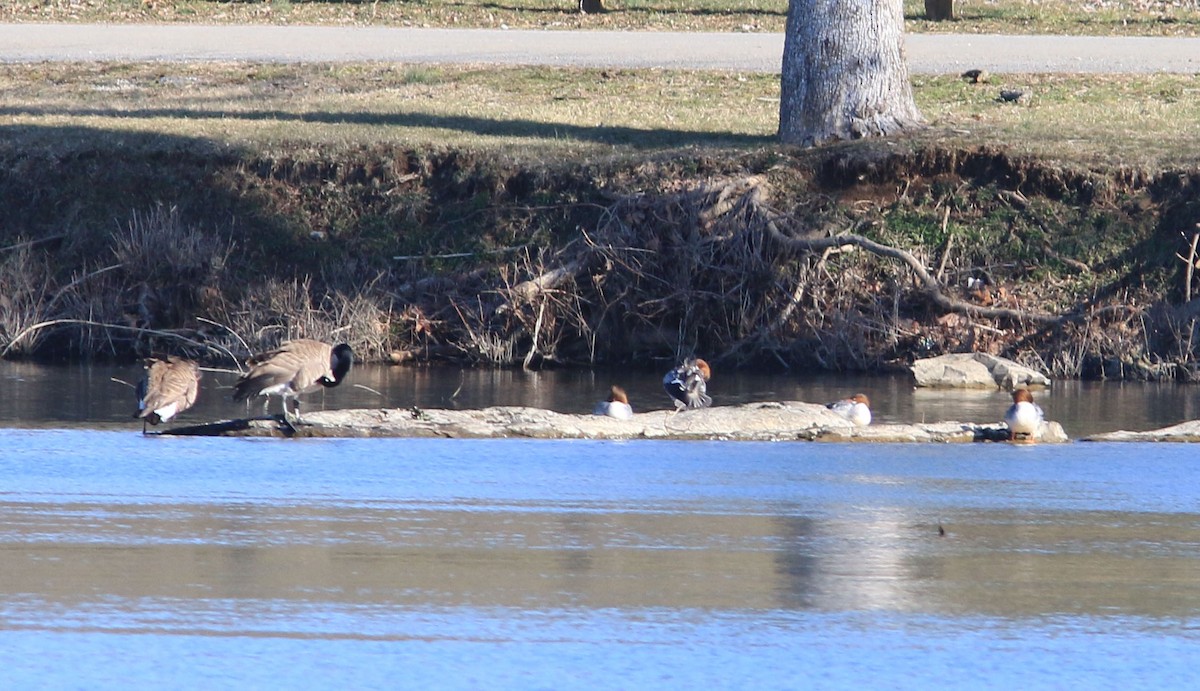 Common Merganser - ML616319987