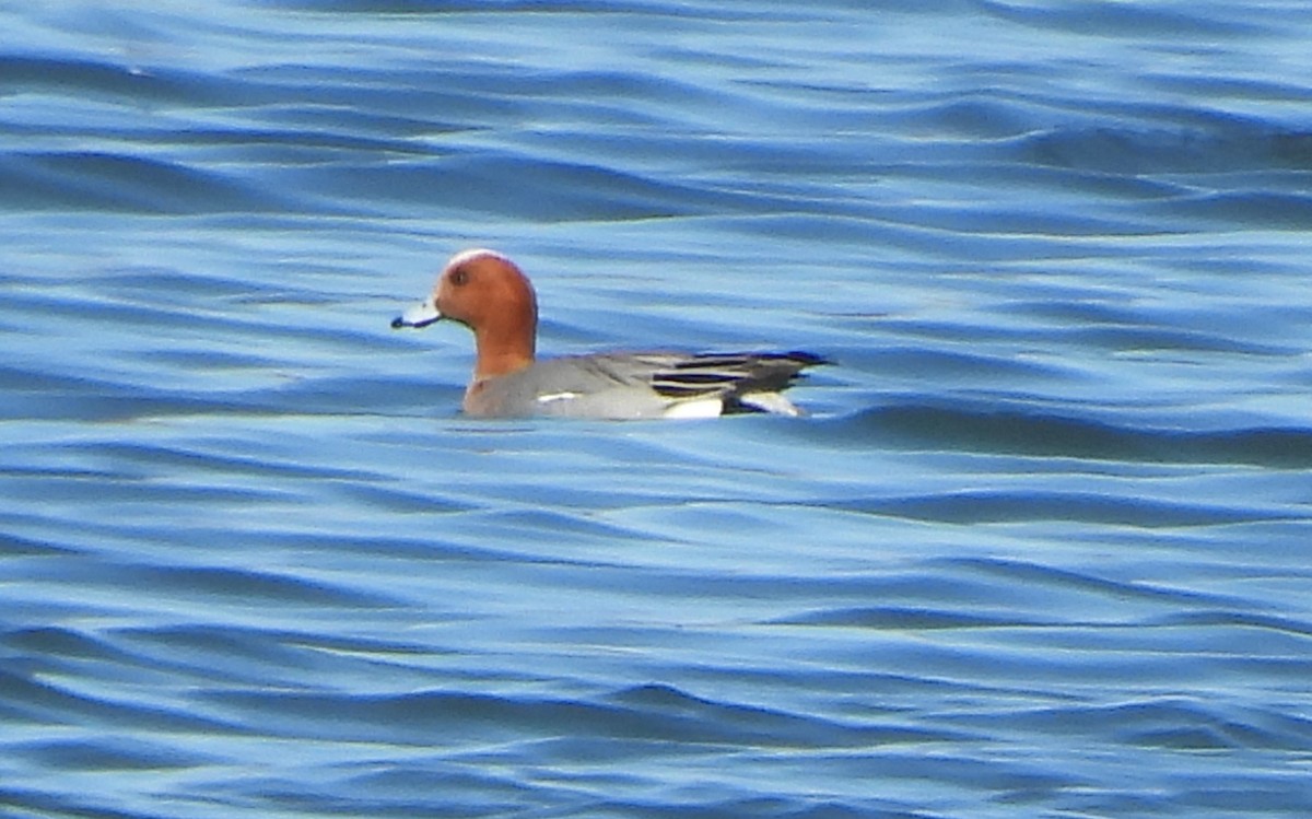 Eurasian Wigeon - ML616320024