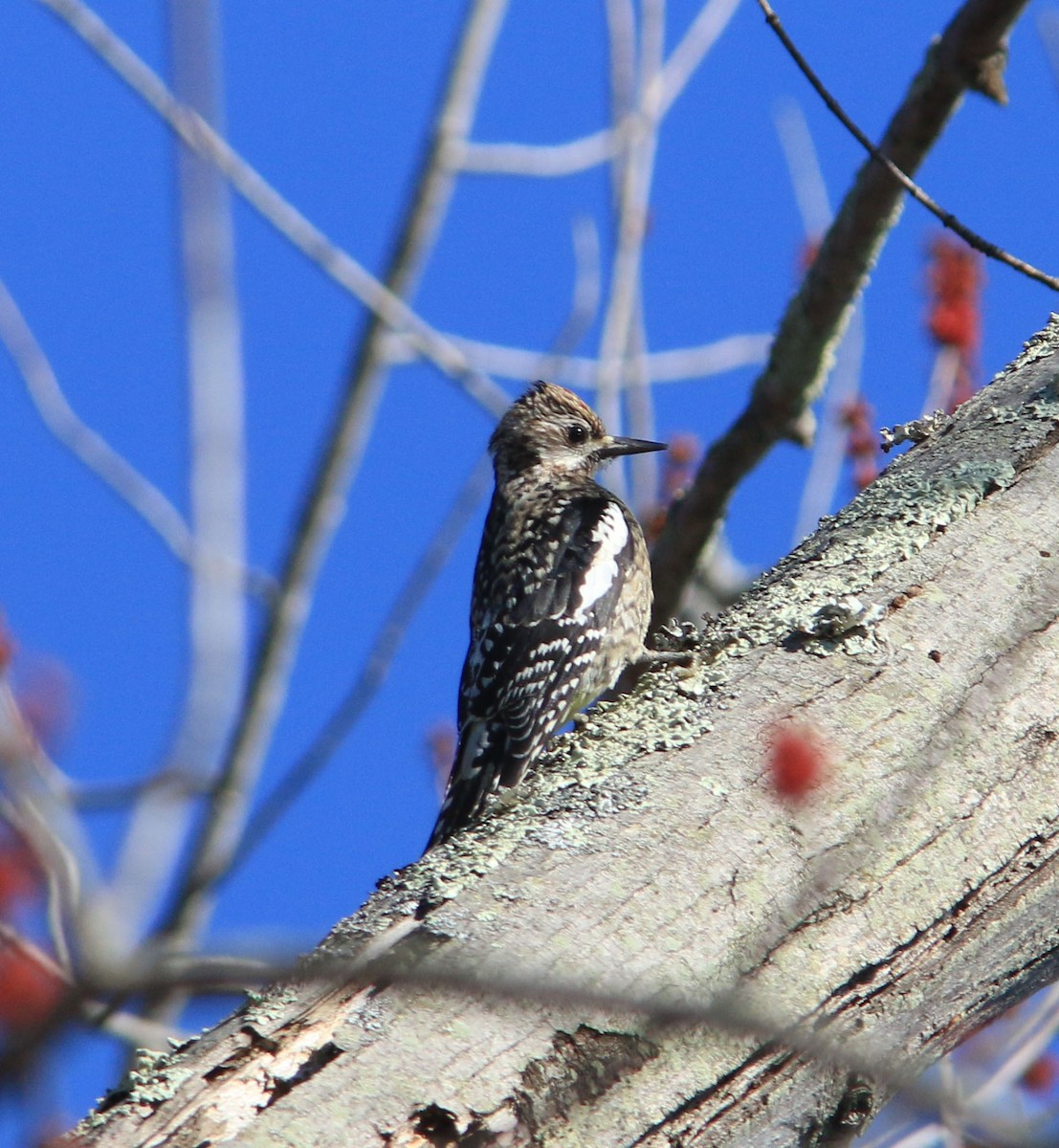 Yellow-bellied Sapsucker - Beth Poole