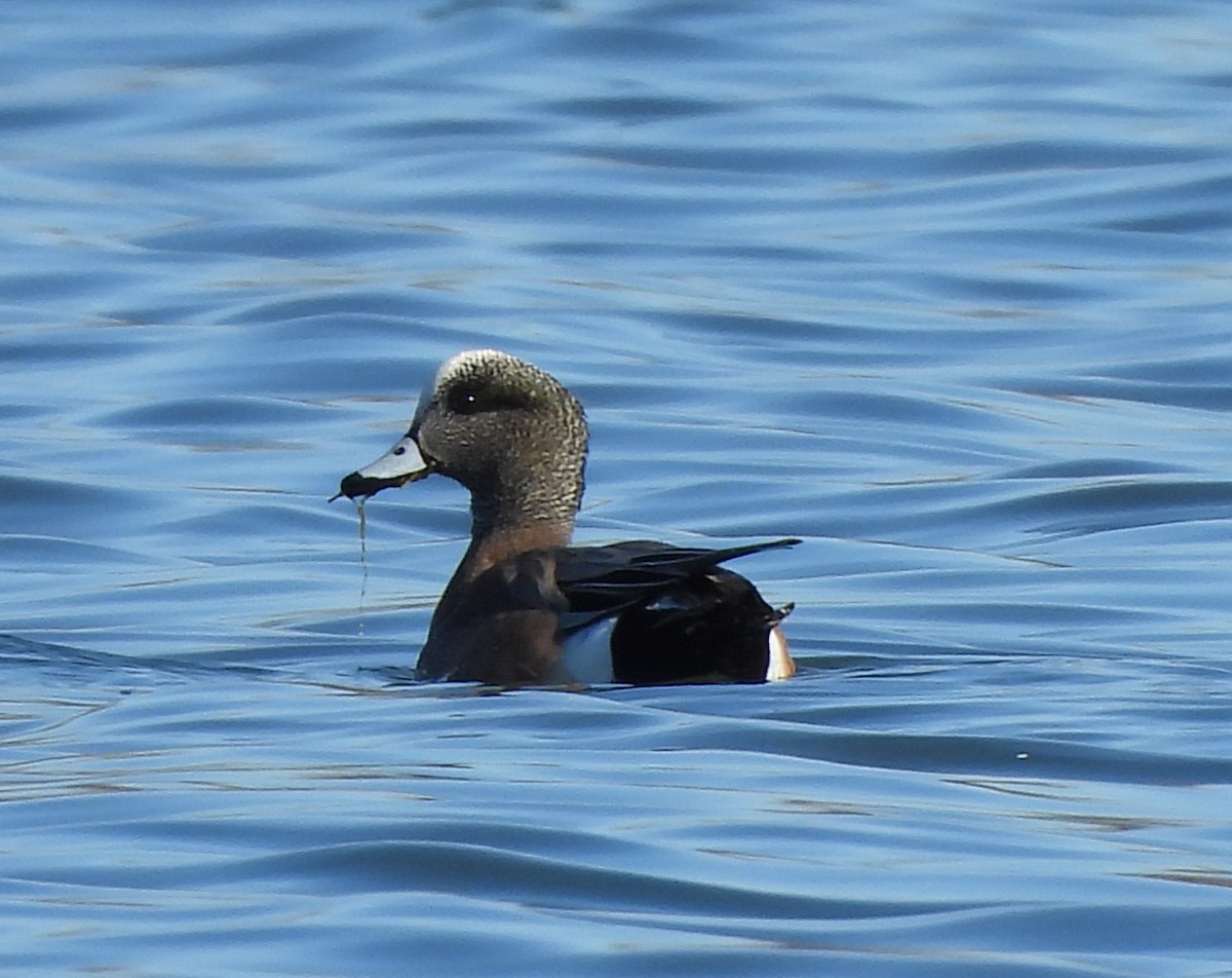 American Wigeon - Francois Lampron