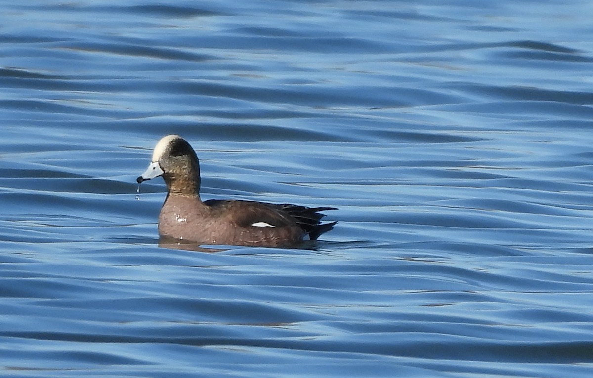 American Wigeon - Francois Lampron