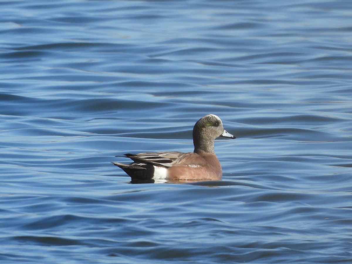 American Wigeon - Francois Lampron