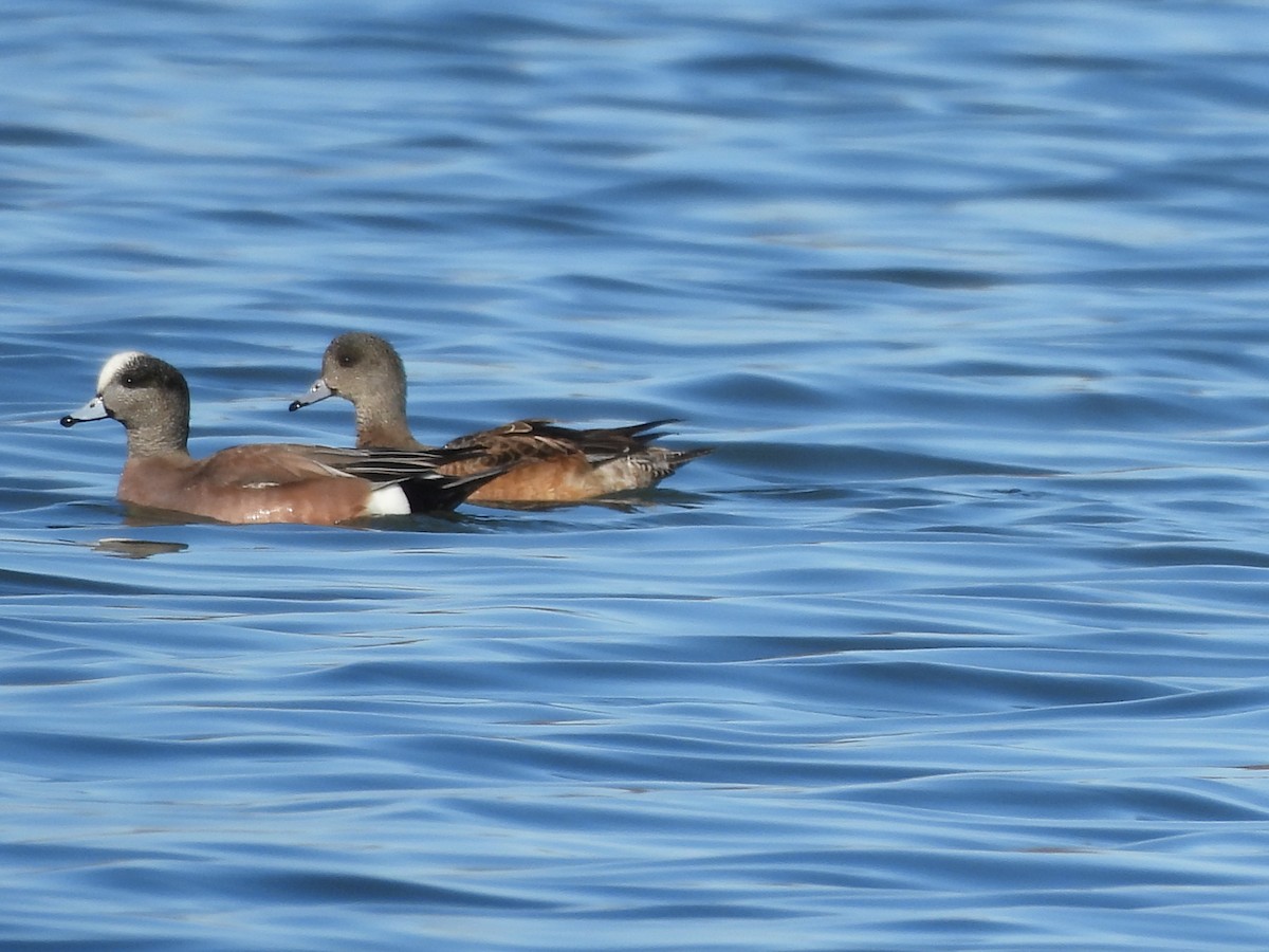 American Wigeon - Francois Lampron