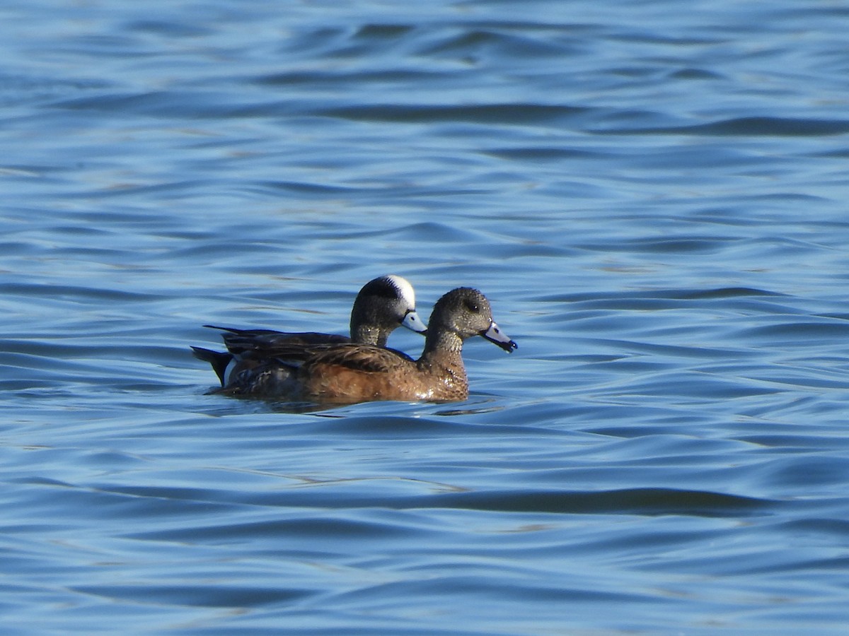 American Wigeon - Francois Lampron