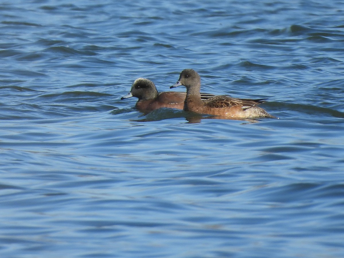 American Wigeon - Francois Lampron